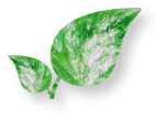 Painted_Leaves