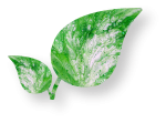 Painted_Leaves.png